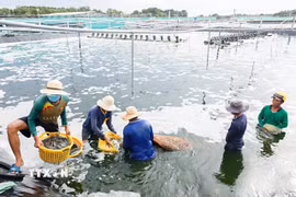 Tỉnh Cà Mau có nhiều tiềm năng và lợi thế trong phát triển nuôi trồng thủy sản. (Ảnh: Chanh Đa/TTXVN)