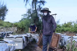 Người thợ gánh cầu ong từ các thùng ong về để lấy mật. (Ảnh: Công Luật/TTXVN)