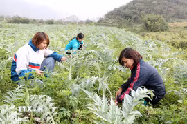 Nông dân xã Lùng Phinh (Bắc Hà, Lào Cai) chăm sóc cây dược liệu Atiso. (Ảnh: Quốc Khánh/TTXVN)