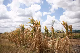 Một cánh đồng ngô bị khô hạn ở ngoại ô Harare, Zimbabwe. (Ảnh: THX/TTXVN)