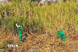 Nông dân đang thu hoạch mía trên trên một cánh đồng tại Brazil. (Ảnh: TTXVN phát)