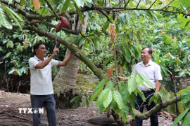 Cây ca cao trồng xen trong vườn dừa của anh Lê Hoàng Trị ở xã Bình Ninh, tỉnh Đồng Tháp, cho trái ổn định với sản lượng hàng năm khoảng 12-15 tấn. (Ảnh: Hữu Chí/TTXVN)