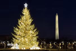 Cây thông Noel Quốc gia Mỹ rực rỡ ánh đèn trong mùa lễ hội, bên cạnh biểu tượng Tháp Bút chì (Washington Monument) nổi tiếng của thủ đô Washington DC. (Ảnh: Ngọc Quang/TTXVN)