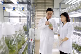 Công ty cổ phần Tập đoàn Thai Binh Seed là một trong những doanh nghiệp hàng đầu về giống cây trồng tại Việt Nam với việc sở hữu bản quyền 30 giống cây trồng; 3 nhà máy đạt tiêu chuẩn quốc tế. (Ảnh: Thế Duyệt/TTXVN)