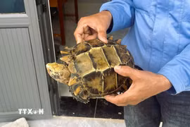 Cá thể rùa núi viền (Manouria impressa) quý hiếm nặng khoảng 1,5 kg do người dân bản Lũng, xã Tam Thái (tỉnh Nghệ An) phát hiện gần khu vực dân cư, sau đó giao nộp cho cơ quan chức năng. (Ảnh: TTXVN phát)