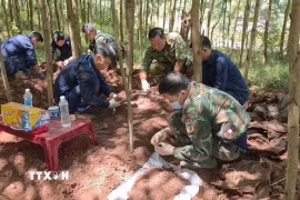 Ngày 3/10, Đội Tìm kiếm, quy tập hài cốt liệt sỹ số 1, Phòng Chính trị, Bộ Chỉ huy Quân sự tỉnh Quảng Trị đã tìm thấy, cất bốc và quy tập thêm 3 hài cốt liệt sỹ tại khu vực rừng tràm thuộc bản Bãi Dinh, xã Dân Hóa, tỉnh Quảng Trị và đưa các anh trở về. (Ảnh: TTXVN phát)