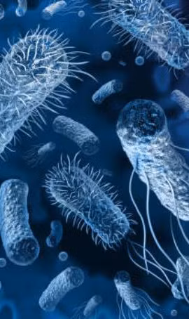 Hơn 130 bác sỹ nhiễm khuẩn Salmonella tại bệnh viện của Mexico