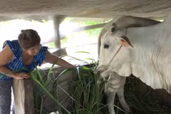 Một trong những giải pháp đảm bảo hiệu quả trong công tác giảm nghèo tại xã Thủy Liễu, tỉnh An Giang là cán bộ địa phương theo dõi sát cùng bà con, giúp cho bà con đồng bào Khmer phát triển kinh tế. (Ảnh: PV/Vietnam+)
