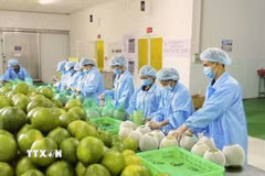 Chế biến nông sản xuất khẩu. (Ảnh: TTXVN)