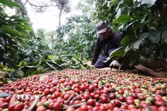 Nông dân thu hoạch càphê. (Ảnh: Tuấn Anh/TTXVN)