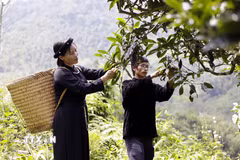 Đánh thức giá trị chè Shan tuyết cổ thụ Đồng Phúc