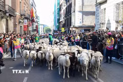 Đàn cừu và dê đi qua một con phố trong Lễ hội chăn thả gia súc ở Madrid, Tây Ban Nha ngày 25/10/2026. (Ảnh: THX/TTXVN phát)