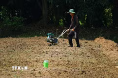 Người dân xã Tân Hòa, thành phố Cần Thơ chuyển đổi cây trồng ứng phó nguy cơ thiếu nguồn nước ngọt. (Ảnh: Duy Khương/TTXVN)