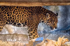 Báo đốm Mỹ (Jaguar) là loài mèo lớn nhất châu Mỹ, biểu tượng của rừng rậm Amazon, hiện đang bị đe dọa do mất môi trường sống. (Ảnh: Thanh Tùng/TTXVN)