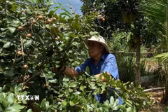 Ông Tô Hữu Phúc (85 tuổi), thương binh hạng 4/4, là một cựu chiến binh gương mẫu trong phát triển kinh tế hộ gia đình tại xã Thường Tân. (Ảnh: Huyền Trang/TTXVN)