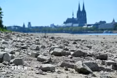 Sông Rhine khô cạn do hạn hán tại Cologne, Germany, ngày 10/8/2026. (Ảnh: THX/TTXVN phát)