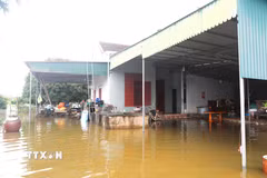 Sau mưa lớn, nước từ thượng nguồn đổ về sông Lạch Vạn nhiều kết hợp cùng với triều cường, nhiều nhà dân ở xã Đức Châu (Nghệ An) bị ngập sâu trong nước. (Ảnh: Xuân Tiến/TTXVN)