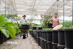 Nông dân phố núi Đà Lạt được giải phóng sức lao động nhờ ứng dụng IoT trong sản xuất nông nghiệp. (Ảnh: Nguyễn Dũng/TTXVN)
