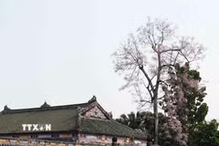 Cây hoa ngô đồng ở Tả Vu - Đại Nội Huế bung nở từ cuối tháng Ba và tháng Tư. (Ảnh: Nguyên Lý/TTXVN)