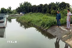 Đối với những chân ruộng trũng khó canh tác trước đây, anh Lại Văn Thành (áo xanh) chuyển sang nuôi ếch kết hợp thả cá cho thu nhập cao gấp nhiều lần so với trồng lúa. (Ảnh: Hải Yến/TTXVN)