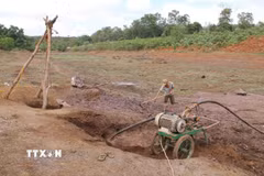 Người dân Đắk Lắk vất vả tìm nguồn nước tưới vào những mùa khô hạn. (Ảnh: Kha Phạm/TTXVN)