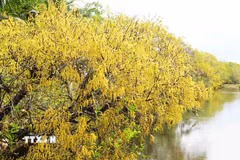 Vạt rừng ngập mặn Rú Chá ở thành phố Huế trổ bông vàng rực rỡ và đỏ cam khi mùa Thu đến. (Ảnh: Nguyên Lý/TTXVN)