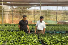 Mô hình ươm giống chanh dây ứng dụng công nghệ cao của Công ty TNHH Sản xuất và Thương mại giống Ngọc Thủy Tiên tại xã Chư Sê, tỉnh Gia Lai. (Ảnh: Hoài Nam/TTXVN)