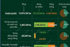 Năm 2024: Cả nước có hơn 14,87 triệu ha rừng 