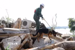 Lực lượng chó nghiệp vụ tìm các nạn nhân trong vụ sập đổ công trình. (Ảnh: Trọng Đức/TTXVN)