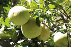 Bưởi thanh trà ở phường Thủy Xuân, thành phố Huế. (Ảnh: Nguyên Lý/TTXVN)