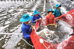 Thu hoạch tôm nuôi mô hình công nghệ cao. (Ảnh: TTXVN phát)