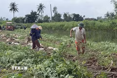 Người dân thôn Phú Hữu (xã Hòa Thịnh) khẩn trương thu hoạch sắn bị ngập úng do mưa lớn. (Ảnh: Tường Quân/TTXVN)
