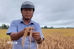 Diện tích lúa hè thu của gia đình ông Trần Văn Quân (ấp Thông Lưu, xã Vĩnh Lợi) bị cháy rầy. (Ảnh: TTXVN phát)