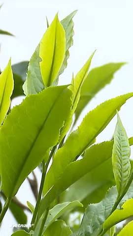Theo người dân ở Phình Hồ, chè muốn ngon phải được hái lúc vẫn còn hơi sương. (Nguồn: Vietnam+)