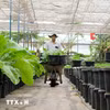 Vai trò của bảo hiểm nông nghiệp trong quản lý rủi ro, giúp nông dân chủ động ứng phó thiên tai và giảm thiểu thiệt hại kinh tế. (Ảnh: AI/Vietnam+)