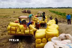 Sau khi thu hoạch, xe chở lúa tập kết ở điểm thu mua của thương lái. (Ảnh: Nhựt An/TTXVN)
