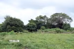 Toàn cảnh khu vực di tích miếu thờ Chúa Tiên Nguyễn Hoàng (chùa Long Phước) tại xã Cồn Tiên, tỉnh Quảng Trị, giờ chỉ còn những dấu tích nền móng, chân cột đá và gạch cổ nằm giữa cây cối, cỏ dại um tùm. (Ảnh: Tá Chuyên/TTXVN)