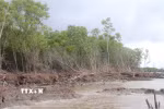 Tuyến rừng phòng hộ ven biển bị sóng biển đánh vào liên tục, gây sạt lở và đổ ngã dải rừng. (Ảnh: Chanh Đa/TTXVN)