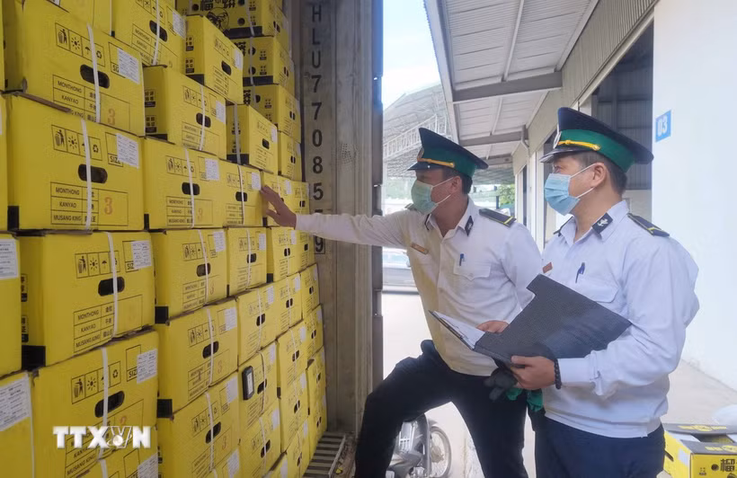 Lực lượng Kiểm dịch thực vật Tân Thanh, tỉnh Lạng Sơn, giám sát lô nông sản xuất khẩu. (Ảnh: Quang Duy/TTXVN)