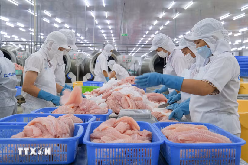 Doanh nghiệp Việt Nam chế biến cá tra xuất khẩu. (Ảnh: Thanh Liêm/TTXVN)