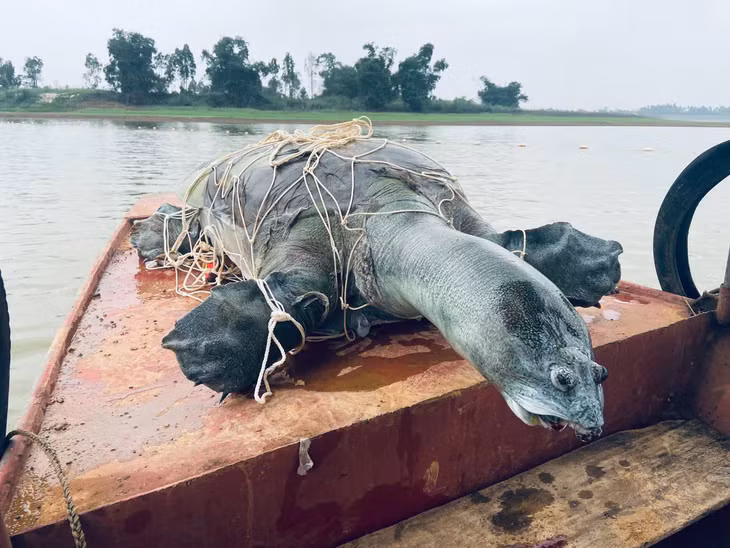 Cá thể Giải sin-hoi được vớt lên tại hồ Đồng Mô sau khi chết vào tháng 4/2023. (Nguồn: Tổ chức Bảo tồn rùa châu Á)