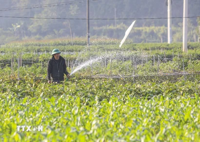 Nông dân xã Sam Mứn canh tác rau xanh tại vùng bãi ven sông Nậm Rốm. (Ảnh: Xuân Tư/TTXVN)