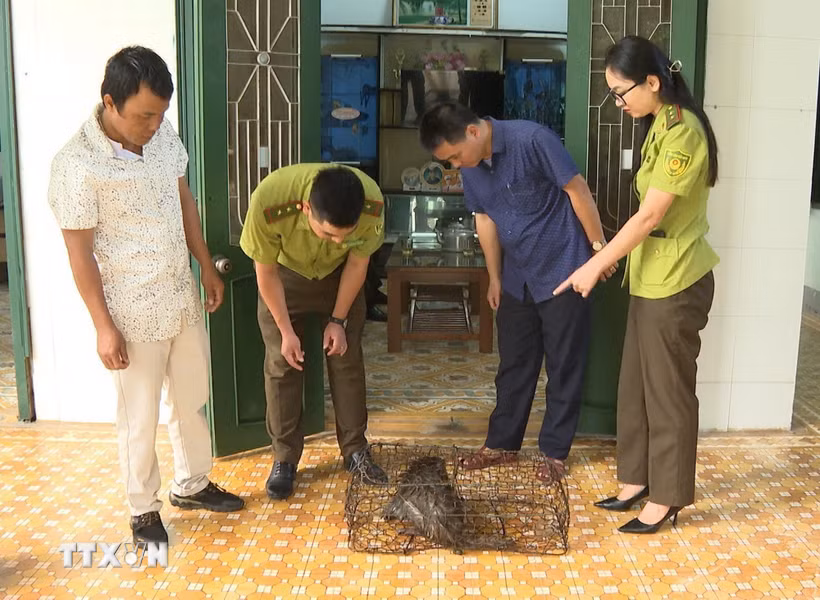 Phòng Kinh tế xã Hướng Hiệp phối hợp với Hạt Kiểm lâm Đakrông tiếp nhận cá thể khỉ do người dân tự nguyện giao nộp. (Ảnh: TTXVN phát)