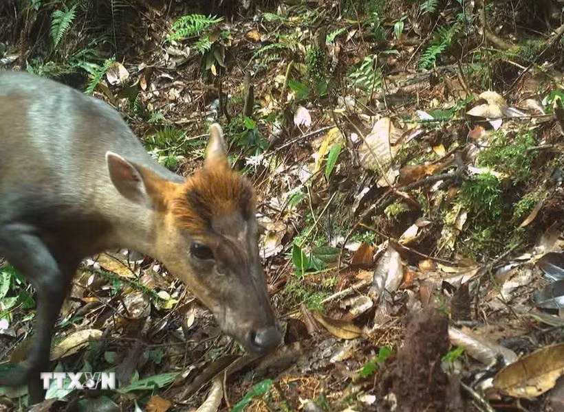 Cá thể Mang Trường Sơn (Muntiacus truongsonensis) loài cực kỳ nguy cấp có tên trong Sách Đỏ Việt Nam được bẫy ảnh ghi lại. (Ảnh: TTXVN phát)