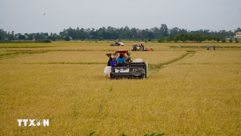 Nông dân ở vùng đầu nguồn của tỉnh Đồng Tháp tất bật thu hoạch vụ lúa Hè thu để chuẩn bị đón mùa nước nổi. (Ảnh: Nhựt An/TTXVN)