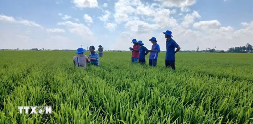 Sản xuất lúa chất lượng cao và phát thải thấp không chỉ nâng cao giá trị kinh tế cho người nông dân Cà Mau mà còn khẳng định trách nhiệm cùng cả nước hướng tới nền nông nghiệp xanh, hiện đại và bền vững. (Ảnh: TTXVN phát)