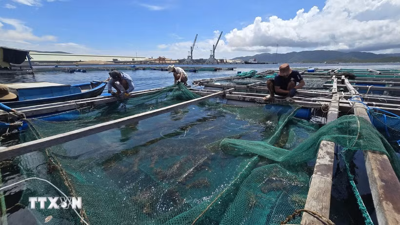 Anh Thiều Quang Khánh kiểm tra, gia cố hệ thống neo chằng lồng bè trước khi bão áp sát. (Ảnh: Đặng Tuấn/TTXVN)