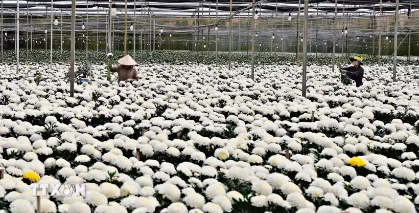 Vùng cao nguyên Lâm Đồng là trung tâm sản xuất, xuất khẩu hoa cắt cành của cả nước. (Ảnh: Kha Phạm/TTXVN)