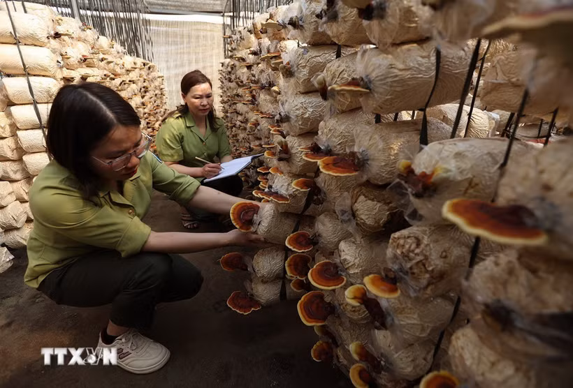 Kiểm tra giống nấm linh chi được nhân giống bảo tồn ở Trung tâm của Vườn Quốc gia Hoàng Liên, tỉnh Lào Cai. (Ảnh: Vũ Sinh/TTXVN)