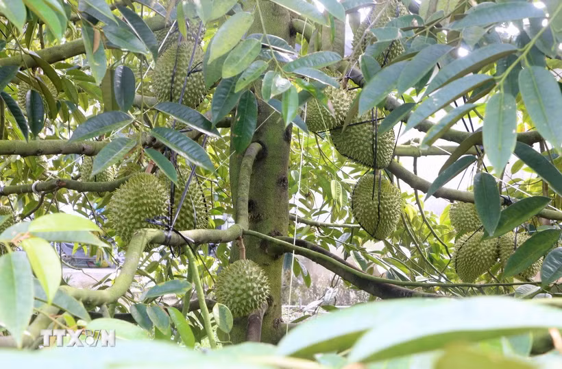 Cây sầu riêng nghịch vụ, sai trái trong vườn của ông Cao Văn Tấn, ấp Bình Thành, xã Thoại Sơn, tỉnh An Giang. (Ảnh: Công Mạo/TTXVN)